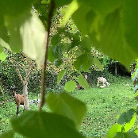 コレニツァ La Prairieヴィラ エクステリア 写真